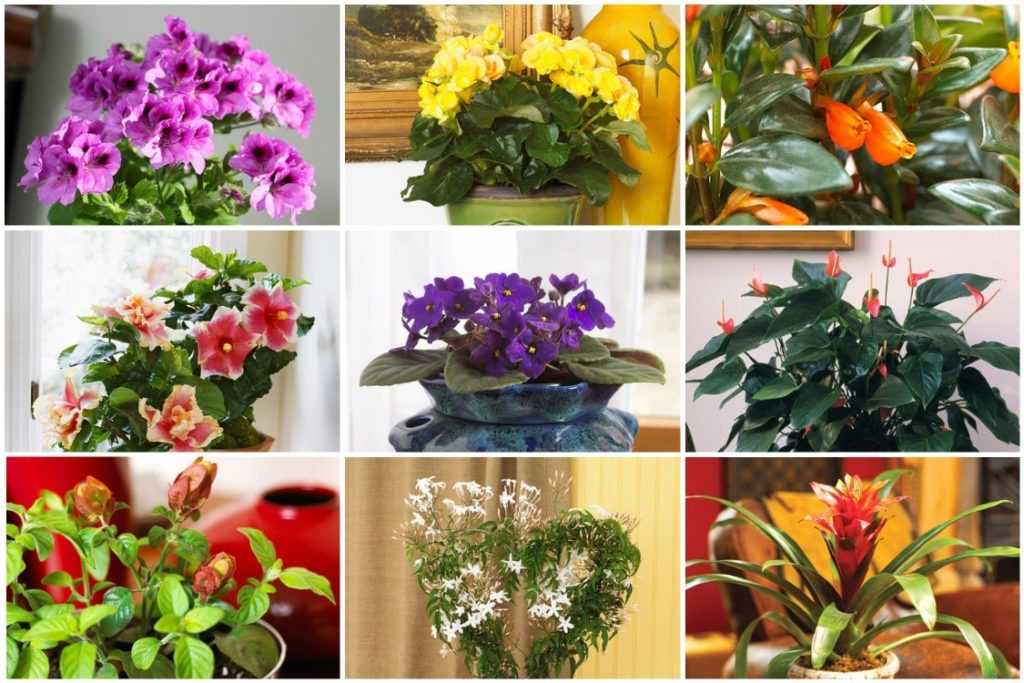 Комнатные растения названия и фото по алфавиту цветущие