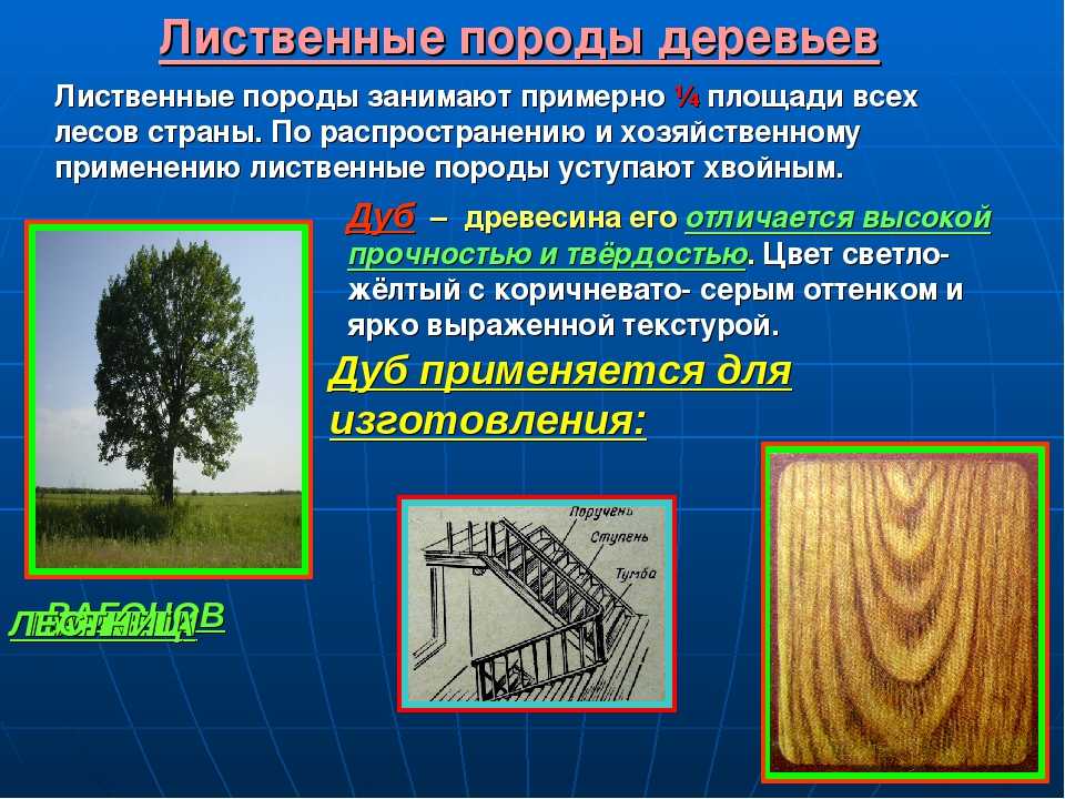 Основные лесные породы. Лиственные породы древесины. Лиственные древесные породы. Хвойные и лиственные породы древесины. Типы древесины.
