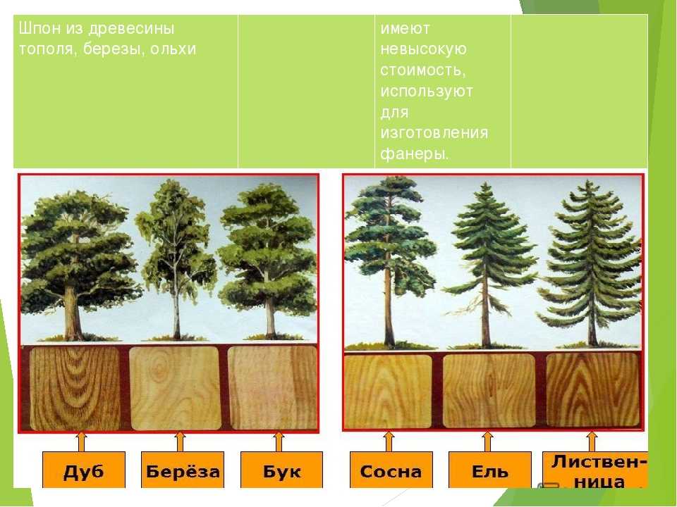 Характеристики соснового и елового леса по группам. Образцы древесины. Лиственные породы древесины. Хвойные породы деревьев. Хвойные и лиственные породы древесины.