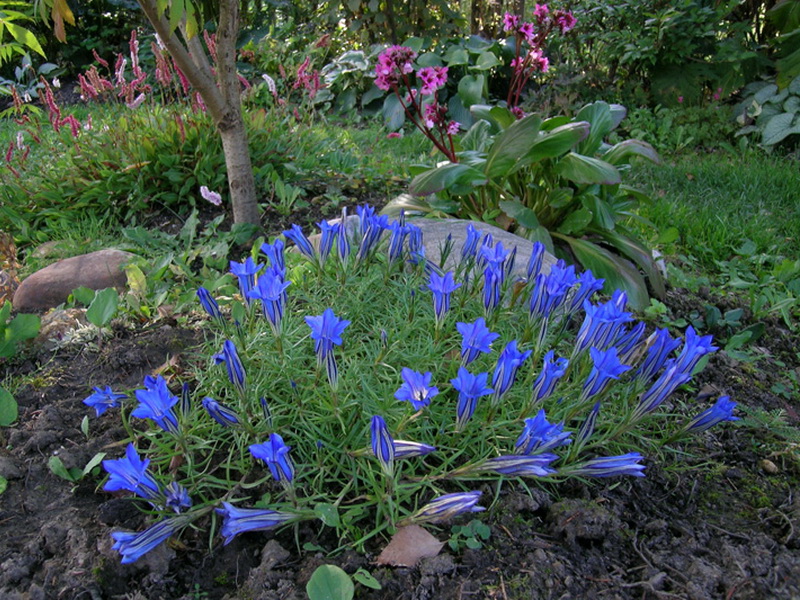 Стрелки цветы фото. Горечавка китайская украшенная (Gentiana sino-Ornata). Горечавка многолетник. Горечавка Даурская Альпийская горка. Горечавка гибридная ( сорт Blue Star ®).