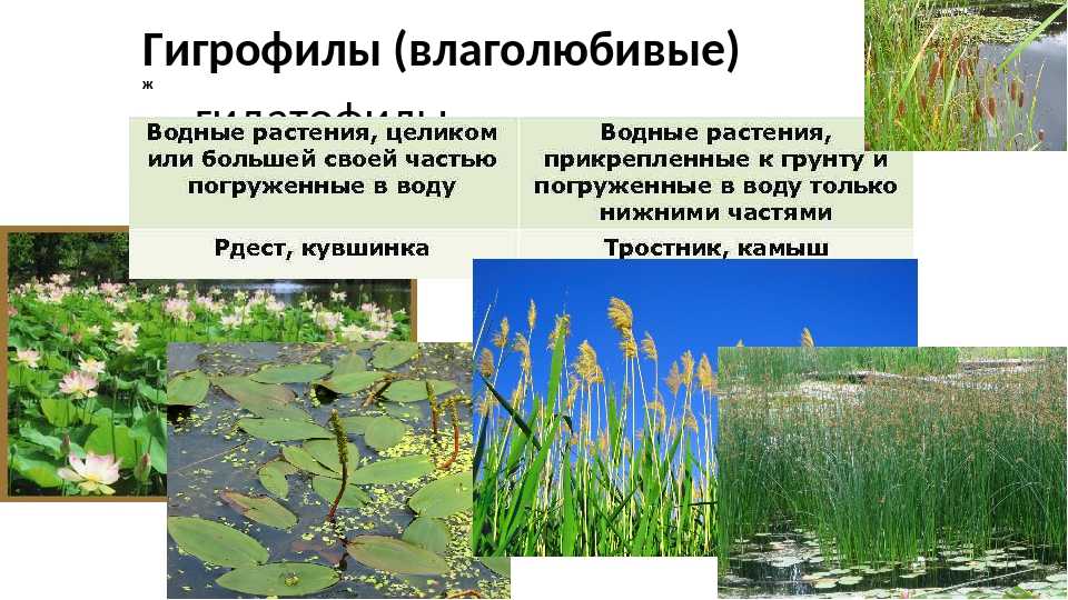 Особенности строения водных растений. Влаголюбивые растения растения. Растения любящие влагу. Водные влаголюбивые и засухоустойчивые растения. Влаголюбивые (гигрофильные).