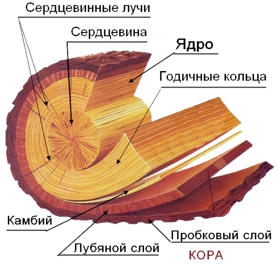 Схема дерева внутри