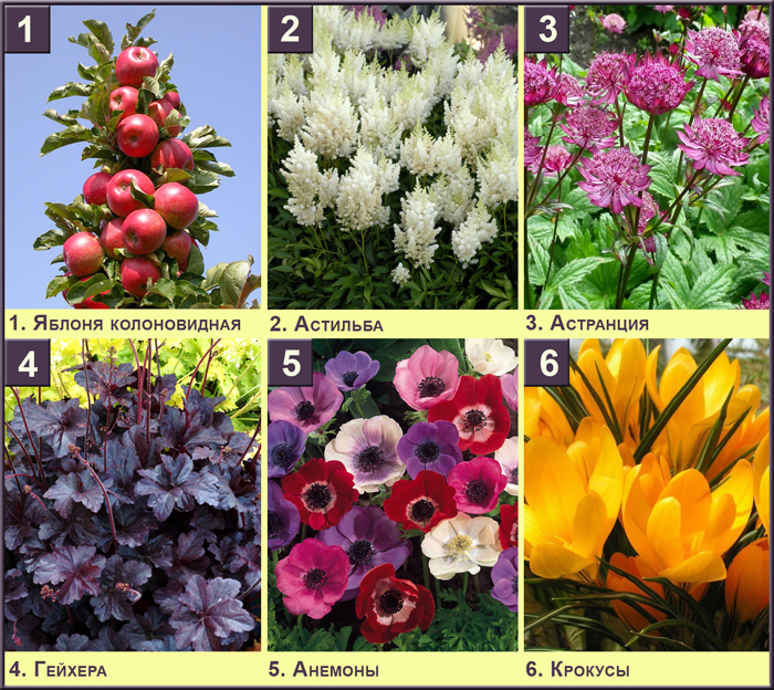 Садовые цветы многолетники каталог с фотографиями кустовые