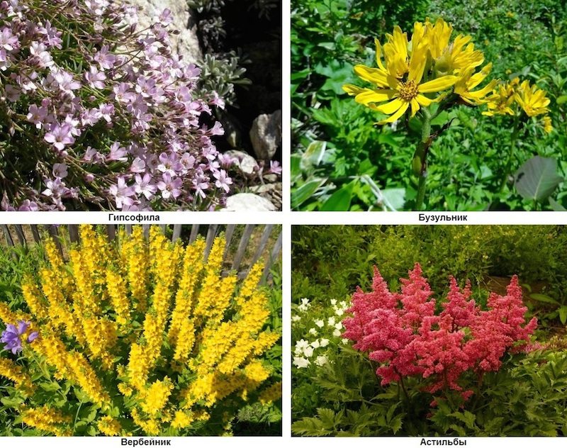 Цветы многолетние садовые фото и название по алфавиту