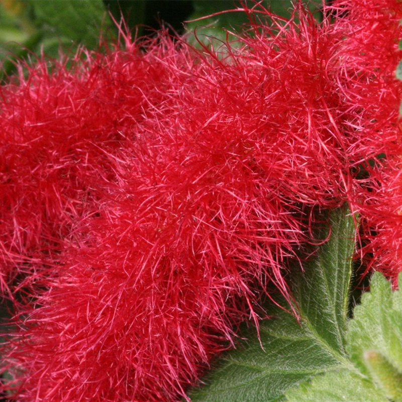 Растения красного цвета названия и фото