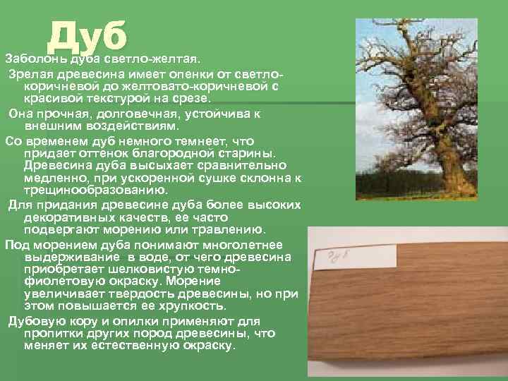 Дуб древесина. Строение древесины дуба. Дуб характеристика дерева. Древесина главное богатство этой зоны