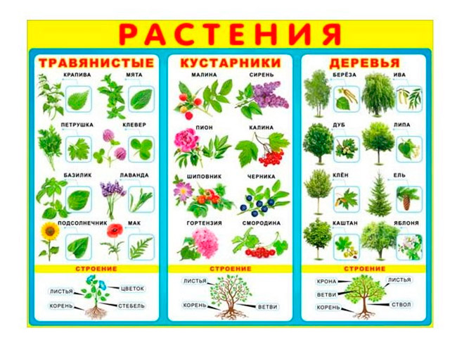 Растения картинки для детей