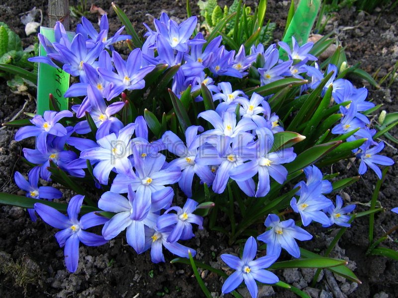 Весенние многолетние цветы фото и названия