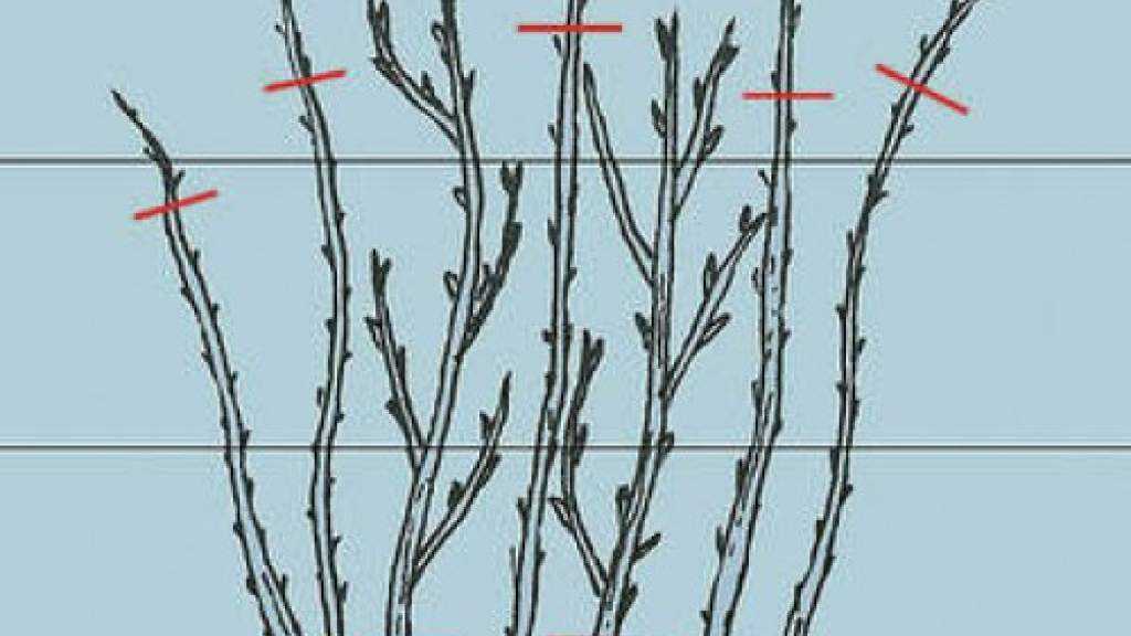 Обрезка малины весной для начинающих в картинках. Обрезка малины весной. Обрезка малины в июне. Схема обрезки обычной малины. Схема обрезки малины осенью.