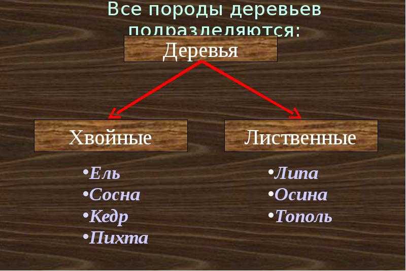 Виды и свойства древесины. Породы древесины. Классификация пород деревьев. Основные породы древесины. Классификация древесины.