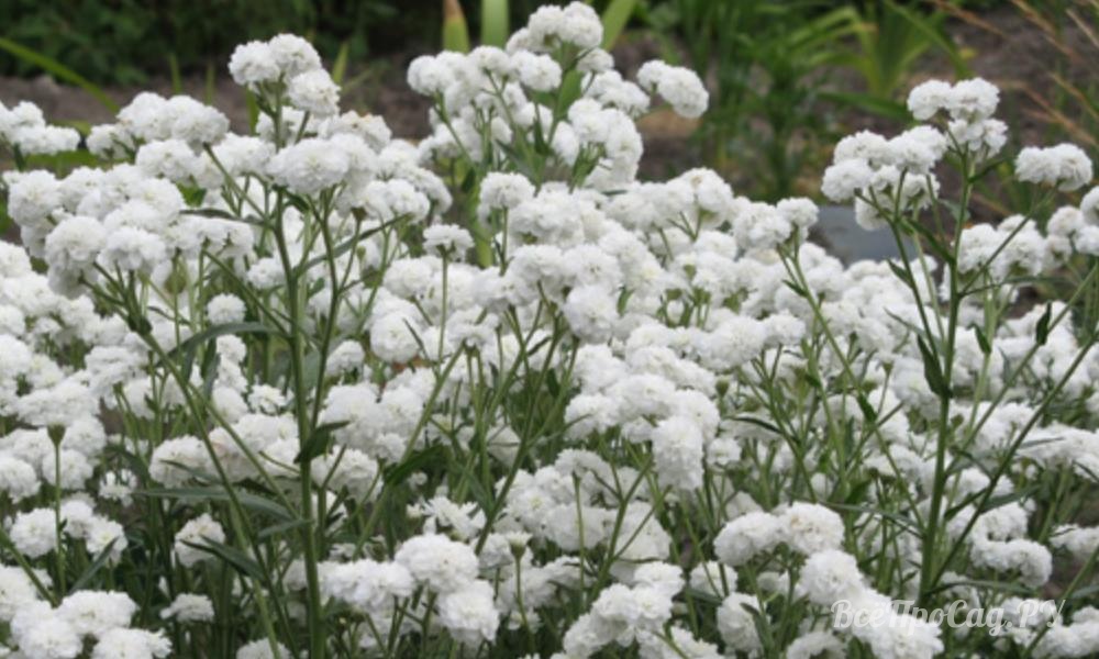 Белые мелкие цветы многолетники фото с названием