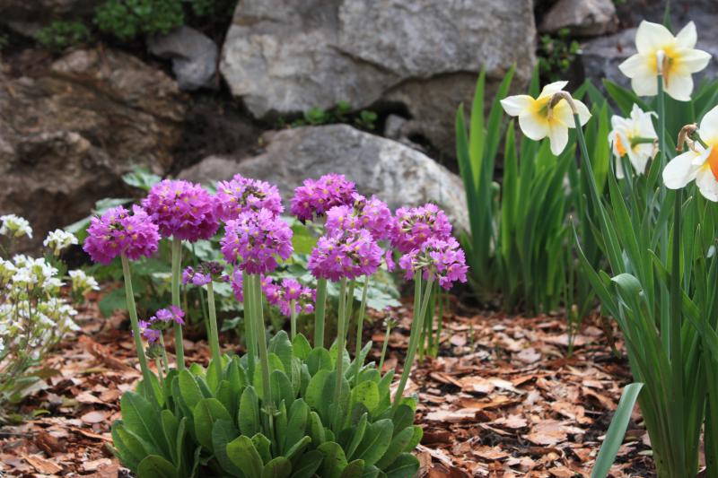 Цветы ранние весенние многолетние. Гиацинт Крокус ,рябчик. Первоцветы луковичные рябчик цветы. Примула Альпийская.