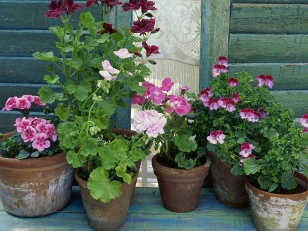 как выращивать садовые цветы в домашних условиях