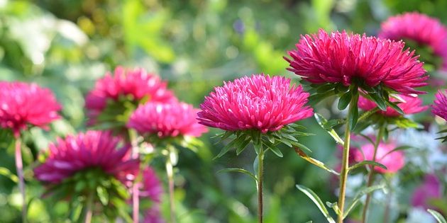 Астра Однолетние цветы, которые цветут всё лето: Астра