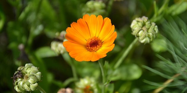 Календула лекарственная Однолетники, которые цветут всё лето: Календула лекарственная