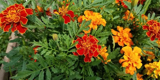 Бархатцы Однолетники, которые цветут всё лето: Бархатцы