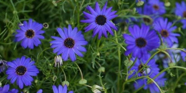 Брахикома Однолетники, которые цветут всё лето: Брахикома