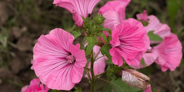Лаватера Однолетники, которые цветут всё лето: Лаватера