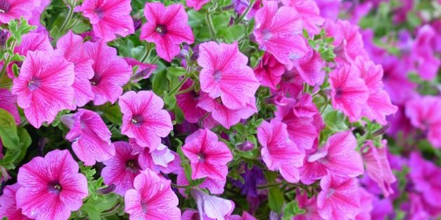Петуния Однолетники, которые цветут всё лето: Петуния