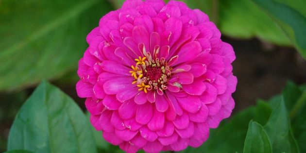 Цинния Однолетники, которые цветут всё лето: Цинния