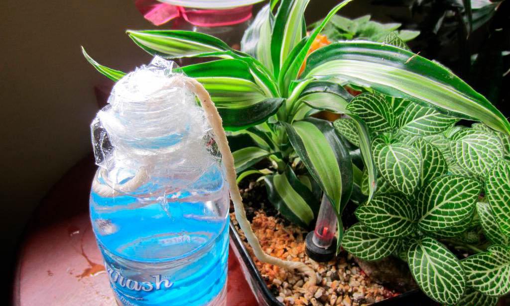 Фитильный полив