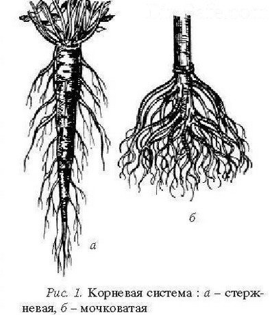 Разновидности корневой системы у растений Разновидности корневой системы у растений