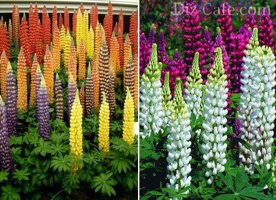 Гибридные сорта высокорослых люпинов Гибридные сорта высокорослых люпинов