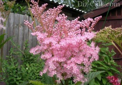 Розовые облака из цветков лабазника Розовые облака из цветков лабазника