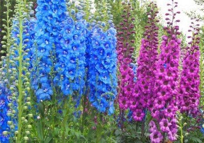 Пирамидальные колонны дельфиниума Пирамидальные колонны дельфиниума