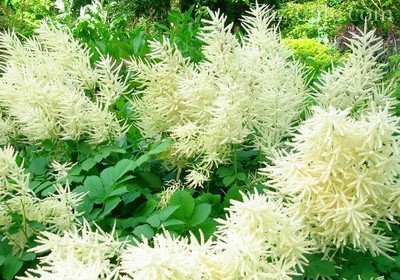 Перистые колоски ажурной волжанки Перистые колоски ажурной волжанки