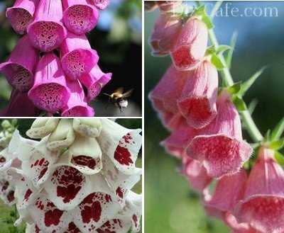 Махровые колокольчики наперстянки Махровые колокольчики наперстянки