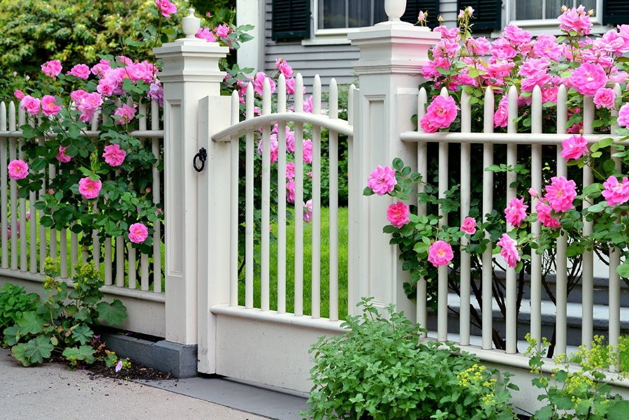 Красивый палисадник с розами за белым забором