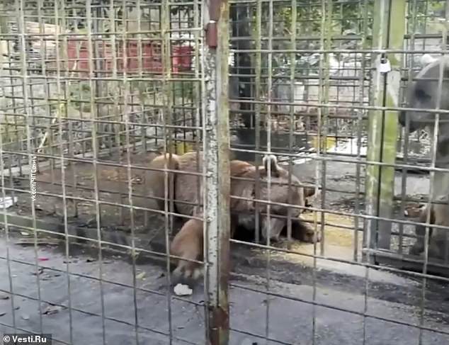 Pictured: One of the bears reaches its paws through the cage. According to reports, Nikita was teasing the bears by hitting their paws
