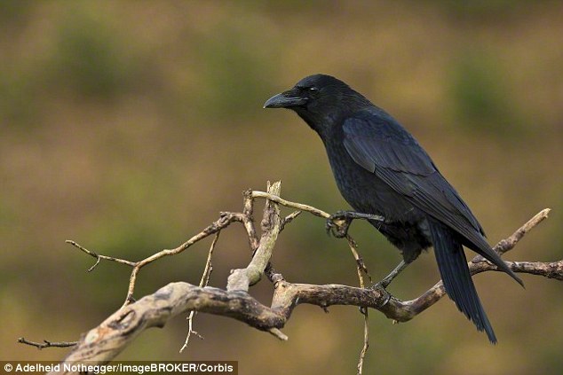Research has shown that crows (stock image) have a reasoning ability rivalling that of a human seven-year-old, and the birds can solve tasks previously only thought solvable by people and apes