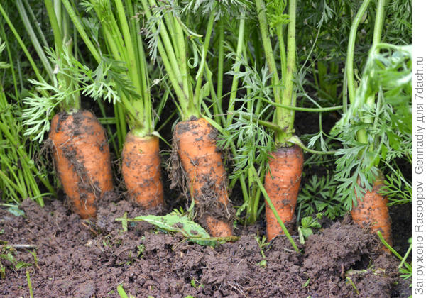Моя морковь на компосте