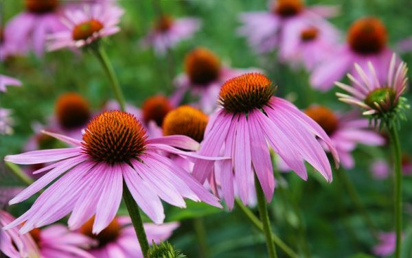 Echinacea-Purple-Coneflower