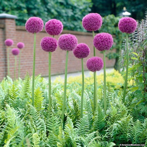 allium_giganteum