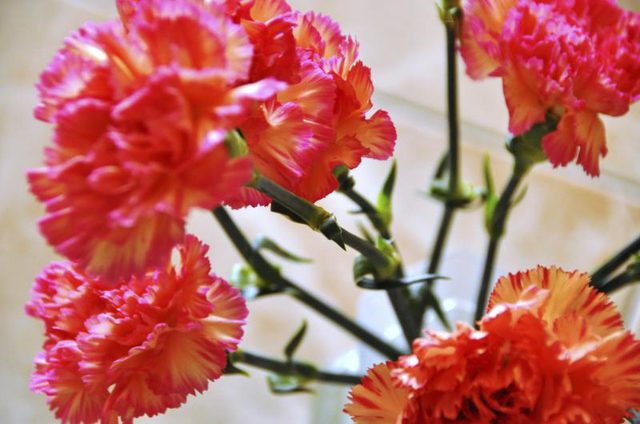 Campanula_Miss-Melanie