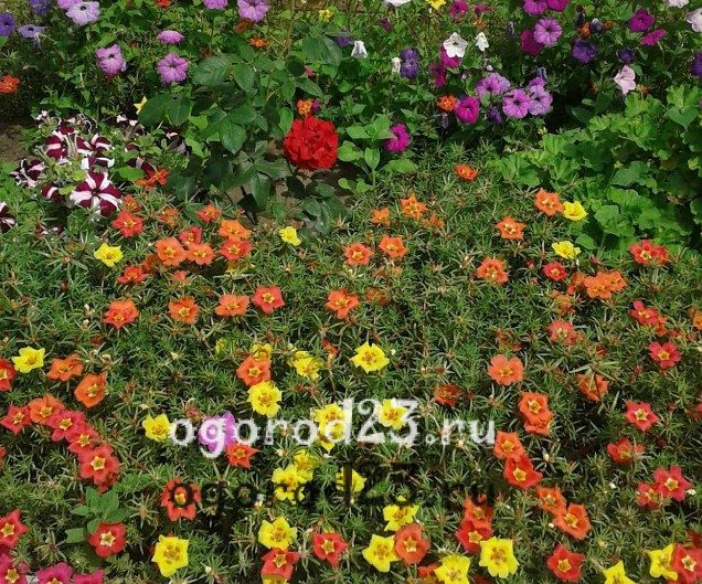 Почвопокровные однолетники цветущие все лето фото с названиями