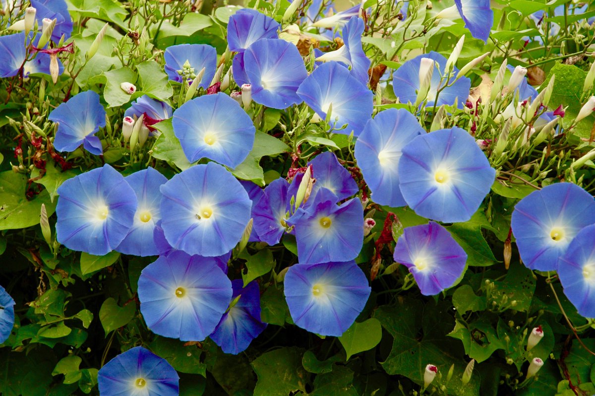 Синие однолетние цветы для дачи фото и названия