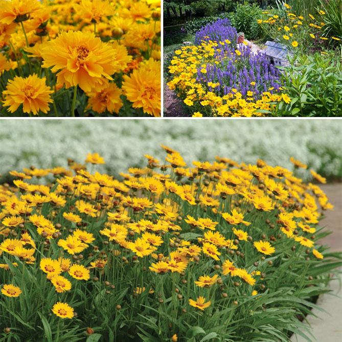Цветы садовые многолетние каталог с фотографиями и названиями по алфавиту цветущие