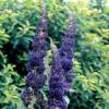 Buddleia davidii 