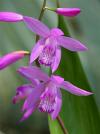 Bletilla striata - hyacinth orchid