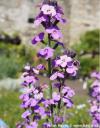 Erysimum 