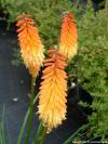 Kniphofia 