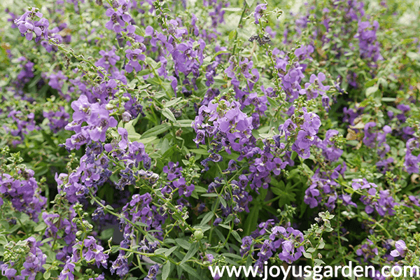14 Colorful Summer Annuals for the Full Sun close up of purple ANGELONIA annuals for the sun