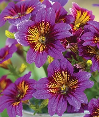 14 Colorful Summer Annuals for the Full Sun close up of pink & deep rose PENTA annuals for the full sun