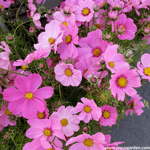 14 Colorful Summer Annuals for the Full Sun close up of pink COSMOS annuals for the full sun