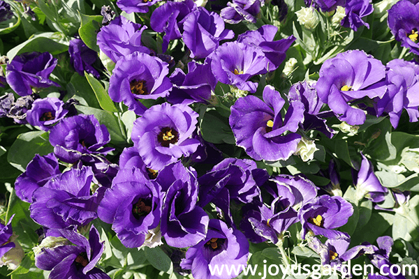 14 Colorful Annuals for the Full Sun close up of purple LISIANTHUS annuals for the full sun
