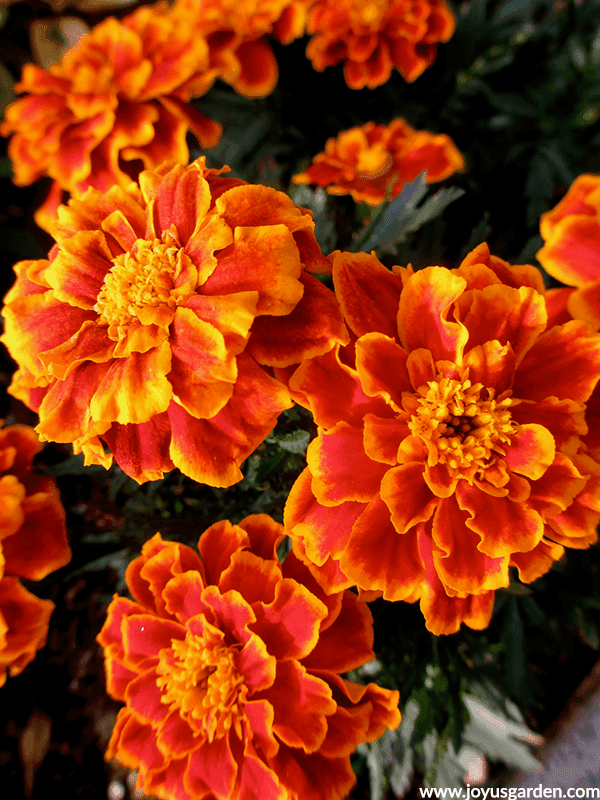 14 Colorful Summer Annuals for the Full Sun close up of orange & yellow bi-colored marigolds